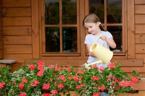 Dej scented geraniums