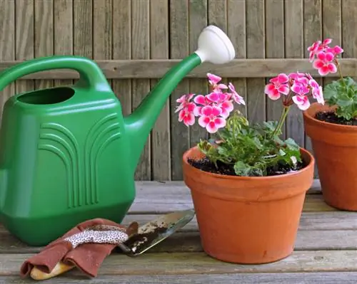 Propagating scented geraniums: cuttings, sowing & tips