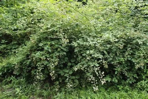 Ground cover against blackberries