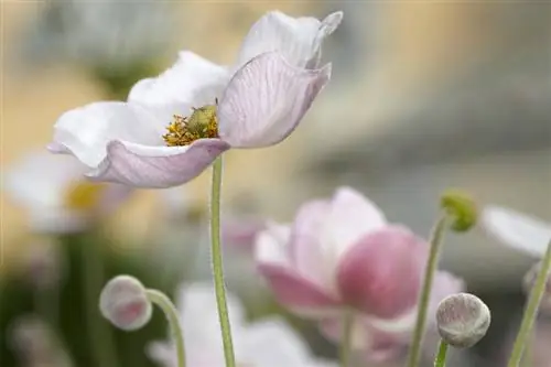 Planter des anémones d'automne