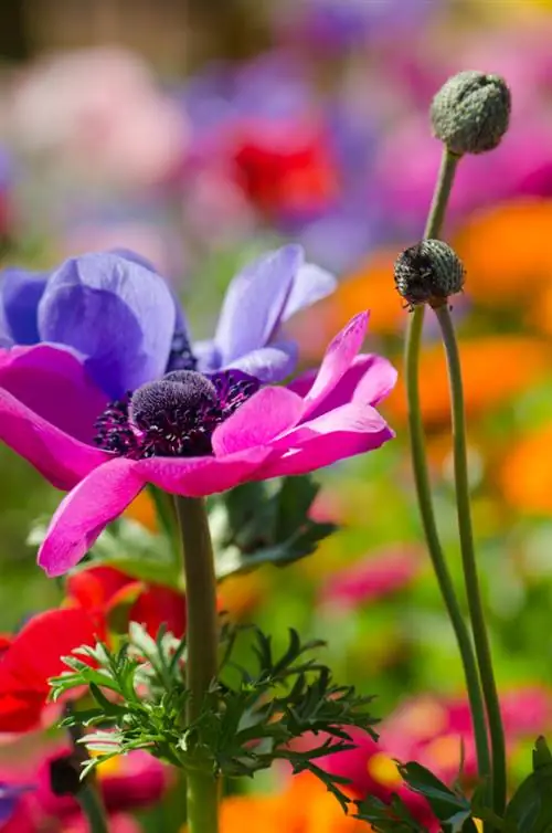 Plantning af anemoner: Sådan opnår du farverige blomster