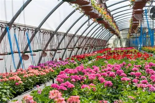 Varietas pelargonium beraroma