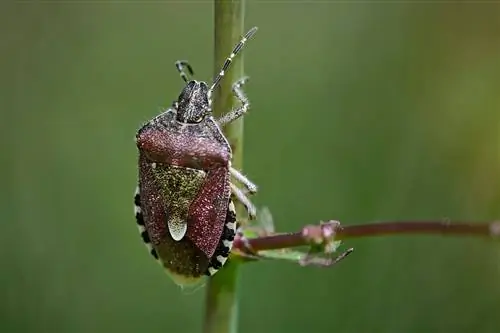 berry bug Blackberries