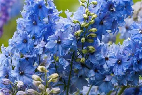 Delphinium-bloesem