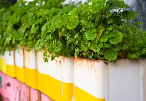 Dišeča pelargonija ne cveti? Možni vzroki in rešitve