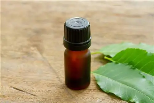 tea tree olie versus buxusextractor