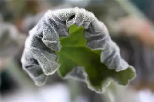 Övervintrar doftande pelargonium