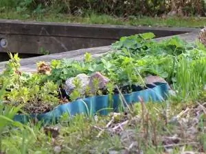 Herbs in the garden