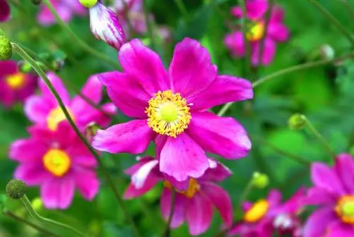 The diversity of autumn anemones: Which variety blooms when?