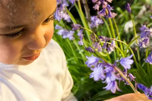 ¿Son venenosas las campanillas? Manipulación de la planta en el jardín