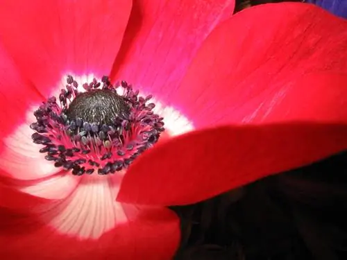 Divisió amb èxit de plantes perennes d'anemones: consells i trucs