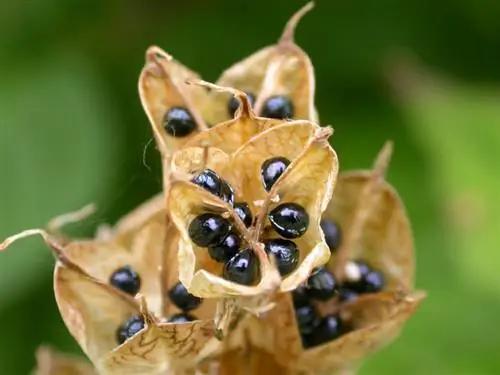 Harebells: Panen benih dan tabur dengan sukses