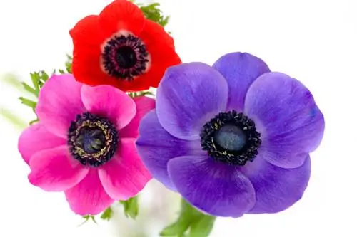 Successful anemone care: watering, fertilizing and winter protection