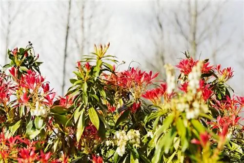 Pieris japonica δηλητηριώδες