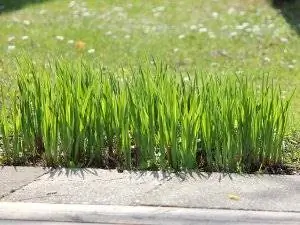 Organize the vegetable patch: Mark sowing skilfully