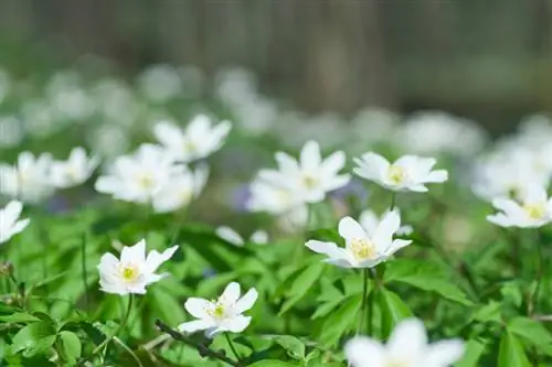 Anemone hårdfør