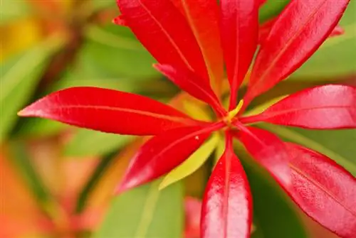 Cura de Pieris japonica