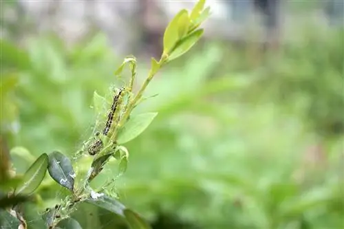 Primary rock flour against boxwood borer