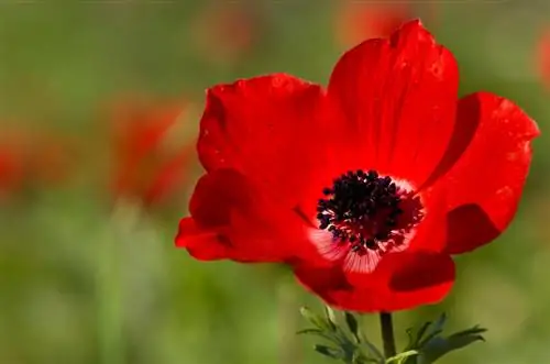 Cuidados de la anémona coronaria Cuidados de la anémona coronaria