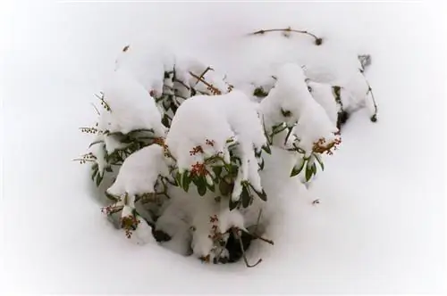 Hardy Japanese lavender heather: protection and care