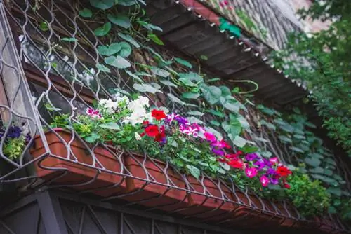 Plantas de balcón: consejos para una correcta selección y cuidado