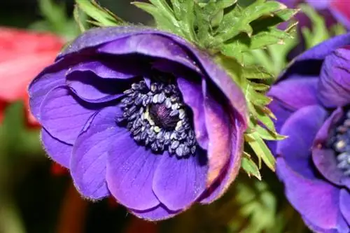 Anemone Coronaria: Odporne odmiany i pielęgnacja zimą