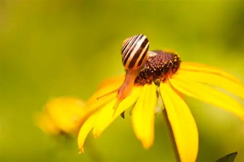 Rudbeckia-slak