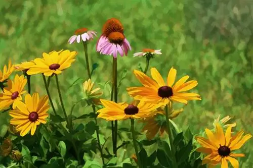 Echinacea: la pianta perenne attraente per il tuo giardino