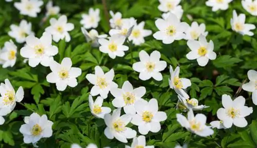 Anemone sade: Dit is hoe jy die anemone reg voortplant