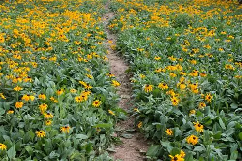 Propagate coneflower