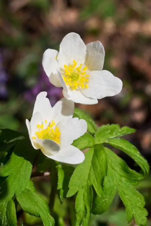 Večletne anemone: nasveti za sajenje, nego in razmnoževanje