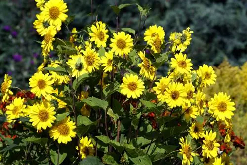 Zonnebloemen meerjarig