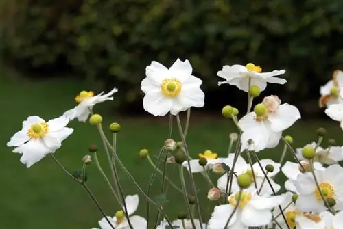 Posizione dell'anemone