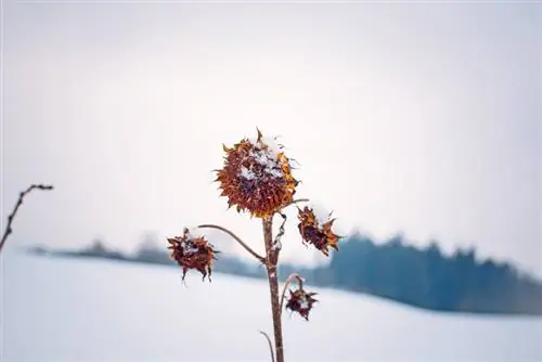 Sunflower in the snow