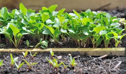 Sow radishes