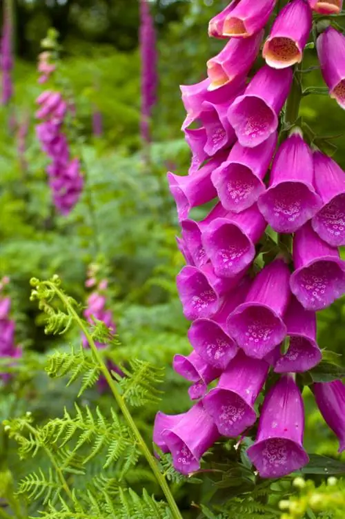 Foxglove มีพิษ