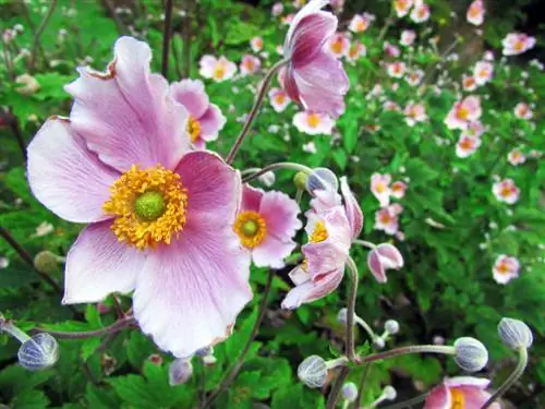 Overwintering anemones properly: How to protect your plants