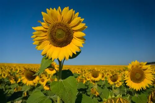 Croissance du tournesol : conseils pour des fleurs magnifiques