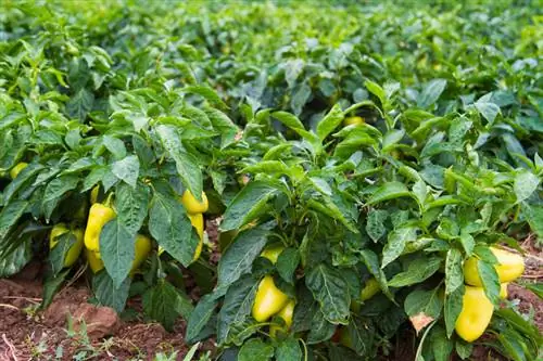 Pepper cultivation