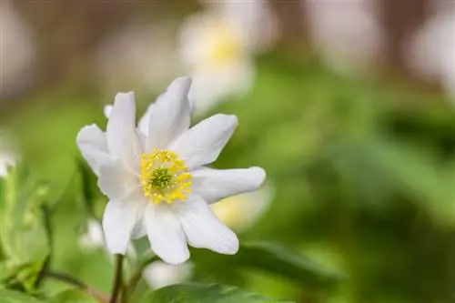 Bulbo de anémona: consejos para plantar, cuidar e invernar