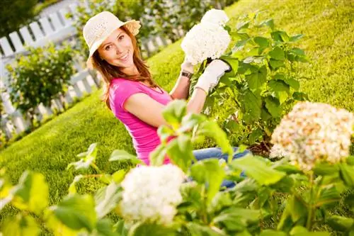 Hydrangea gövdəsi: qulluq, kəsmə və rəngin qorunması