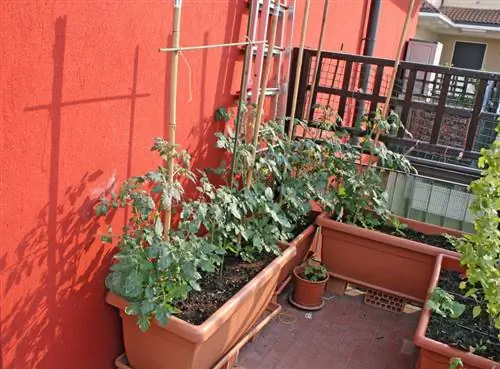 Paprika's planten op het balkon