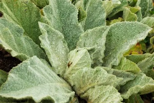 Verbascum leaves