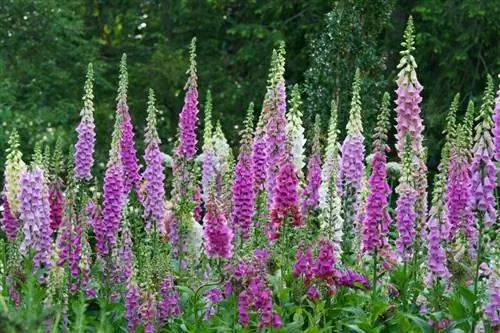 Foxglove joylashuvi