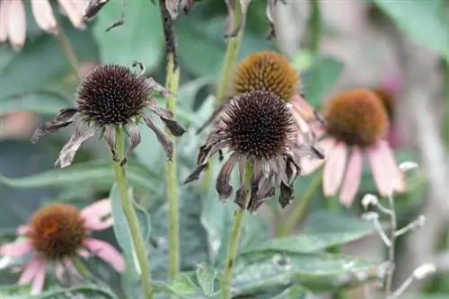 Saai kegelblomme: So kan jy saad in jou eie tuin saai