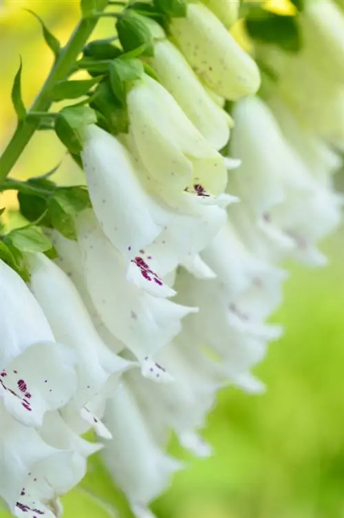 Foxglove species: Tuklasin ang iba't-ibang para sa iyong hardin