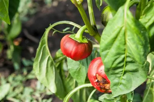 Enfermedades del pimiento: causas comunes y soluciones efectivas