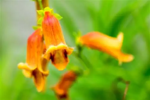 Foxglove sowing