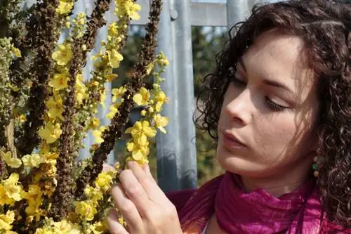 Mullein pruning