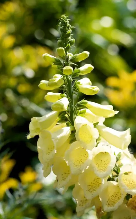 Foxglove խնամք